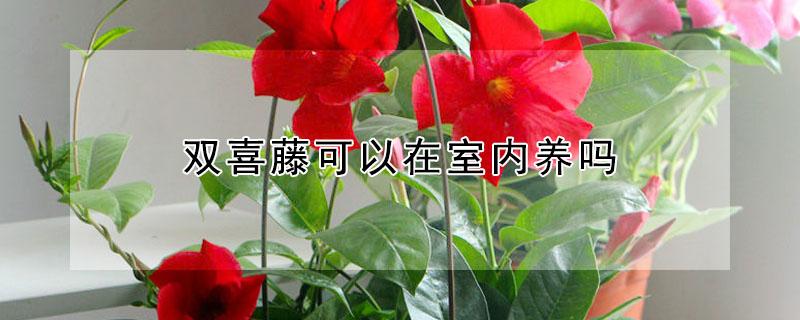 双喜藤可以在室内养吗（双喜藤可以地栽吗）