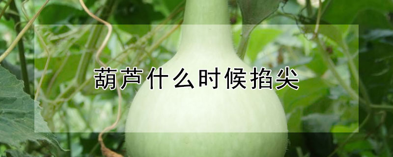 葫芦什么时候掐尖（葫芦什么时候掐尖最好）