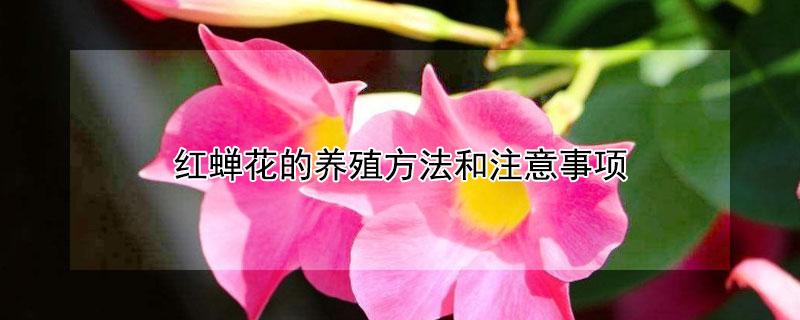 红蝉花的养殖方法和注意事项（庭院种凌霄花好还是炮仗花好）