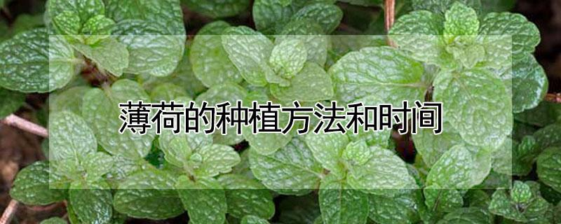薄荷的种植方法和时间（薄荷的种植方法和种植时间）