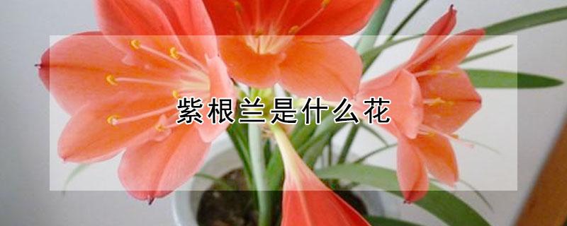 紫根兰是什么花 紫根兰是什么花培育的