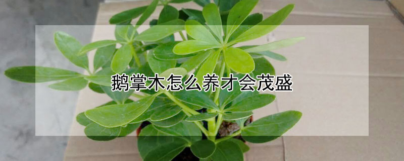 鹅掌木怎么养才会茂盛 鹅掌木的风水及寓意
