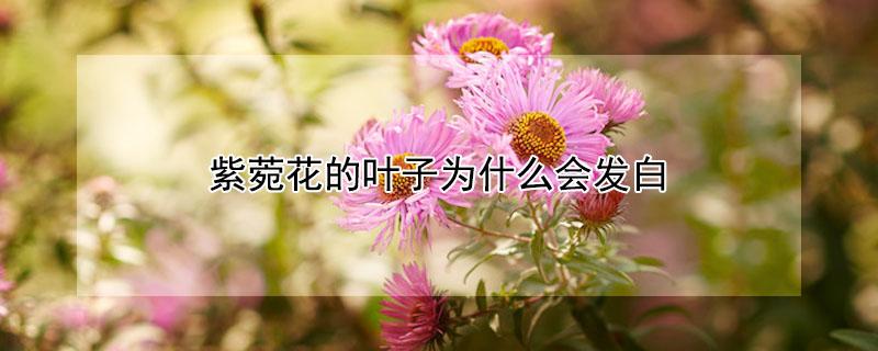 紫菀花的叶子为什么会发白 紫菀的叶子图片