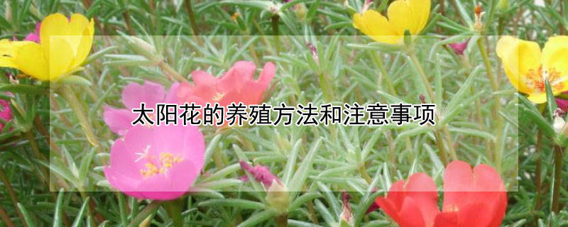 太阳花的养殖方法和注意事项（长寿花的养殖方法和注意事项）