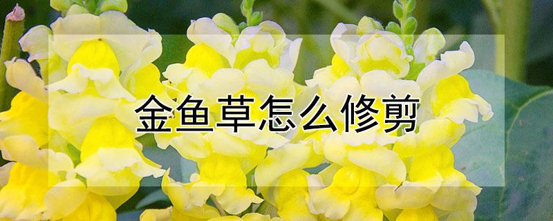 金鱼草怎么修剪（金鱼草怎么修剪才能枝条饱满）