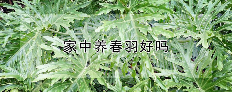 家中养春羽好吗（室内养春羽 有毒吗）