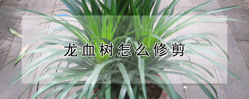 龙血树怎么修剪（龙血树怎么修剪好看）