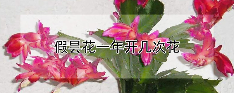 假昙花一年开几次花 假昙花一年开几次花啊