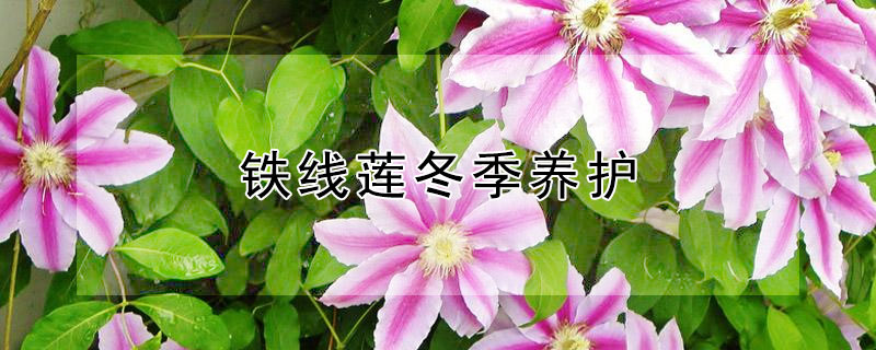 铁线莲冬季养护 铁线莲冬季养护多少温度
