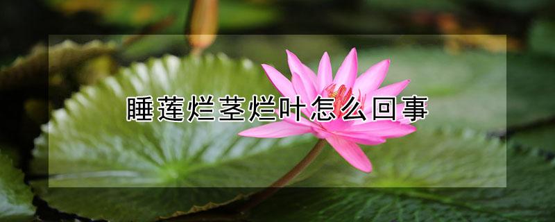 睡莲烂茎烂叶怎么回事 睡莲一直烂叶子