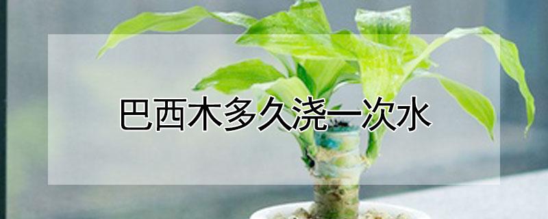 巴西木多久浇一次水（水培巴西木多久浇一次水）