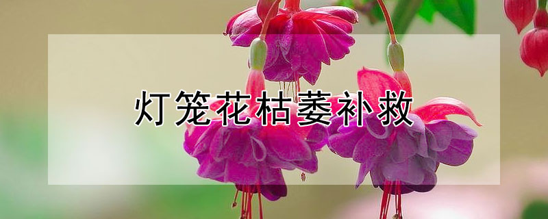 灯笼花枯萎补救（灯笼花枯萎补救方法）