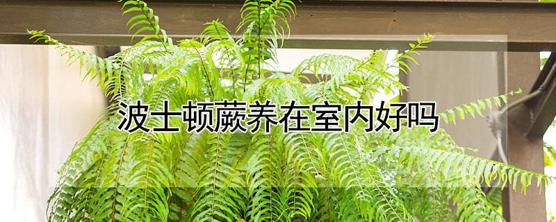 波士顿蕨养在室内好吗（波士顿蕨养在室内好吗冬天）