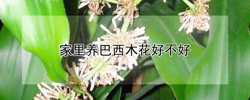家里养巴西木花好不好 家里养巴西木有什么好处