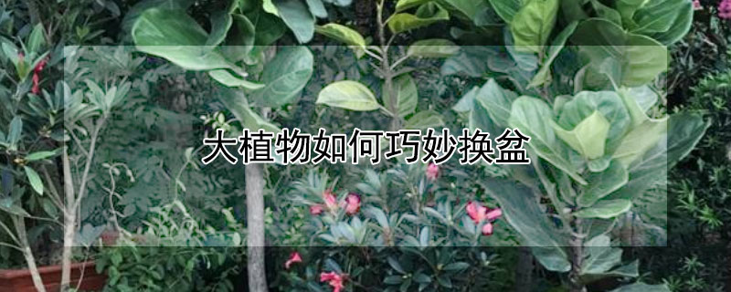 大植物如何巧妙换盆（大植物如何巧妙换盆呢）