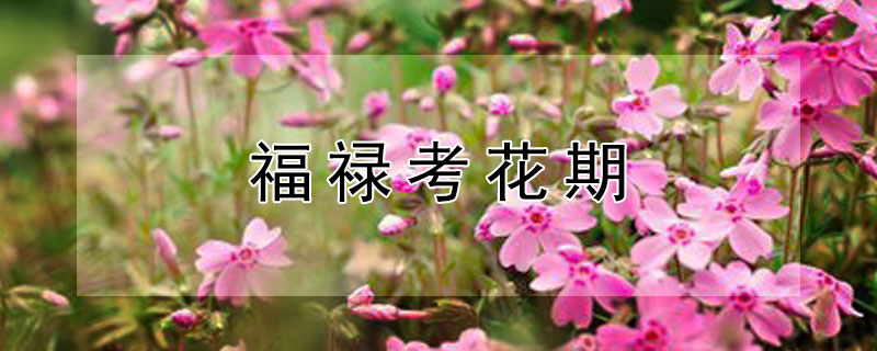 福禄考花期 福禄考花期是几月