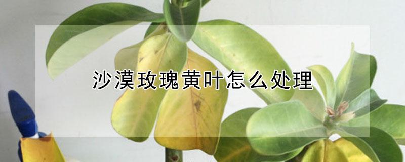 沙漠玫瑰黄叶怎么处理（沙漠玫瑰黄叶怎么处理视频）