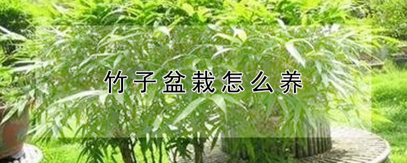 竹子盆栽怎么养 竹子盆栽怎么养才能更旺盛
