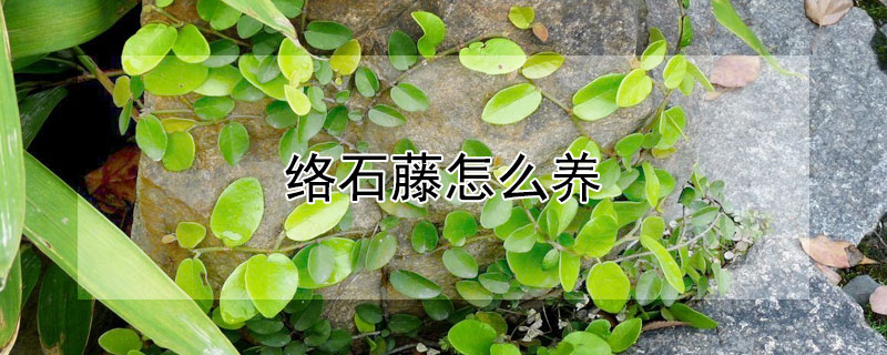 络石藤怎么养（络石藤怎么养护）