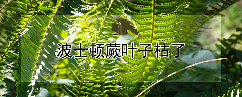 波士顿蕨叶子枯了 波斯顿蕨叶尖枯萎