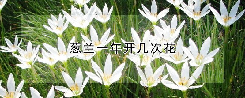 葱兰一年开几次花（韭兰一年开几次花）
