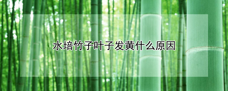 水培竹子叶子发黄什么原因（水培竹子叶子突然变黄了）