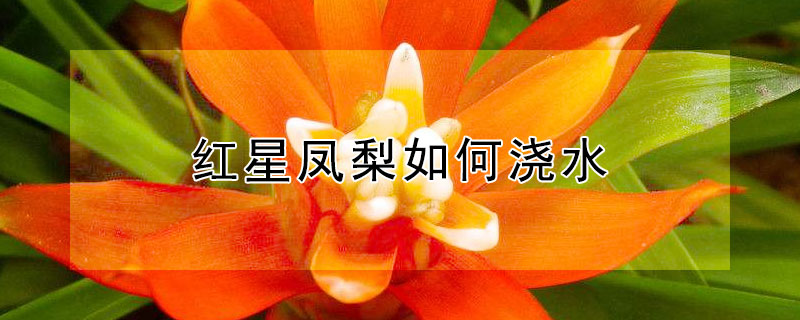 红星凤梨如何浇水（红星凤梨如何浇水视频）