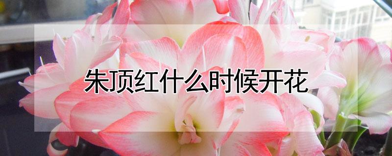 朱顶红什么时候开花（重瓣朱顶红什么时候开花）