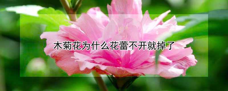 木菊花为什么花蕾不开就掉了（木菊花为啥不开花）