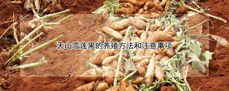 天山雪莲果的养殖方法和注意事项 天山雪莲果有什么功效和作用
