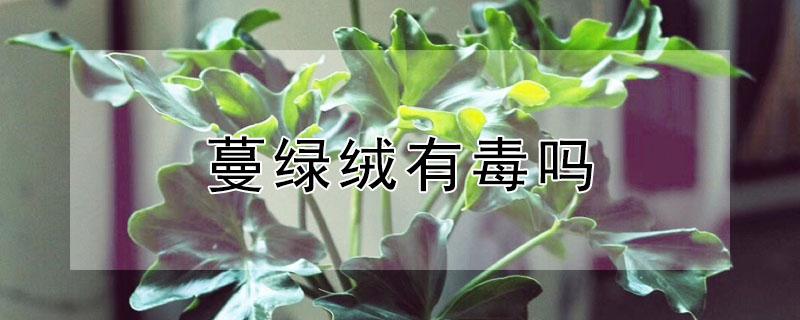 蔓绿绒有毒吗（黄金蔓绿绒有毒吗）
