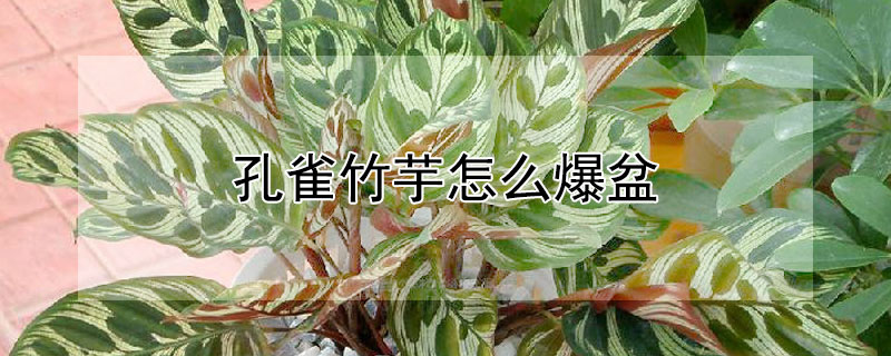 孔雀竹芋怎么爆盆 竹芋叶子焦边需要整个剪掉吗