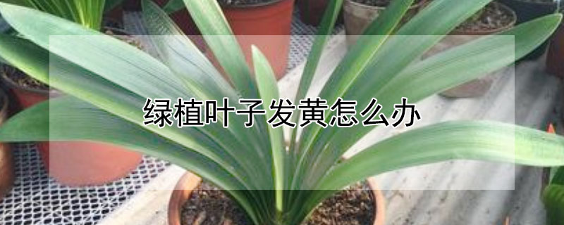 绿植叶子发黄怎么办 水养绿植叶子发黄怎么办
