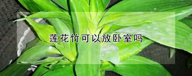 莲花竹可以放卧室吗 莲花竹可以放卧室吗风水好吗