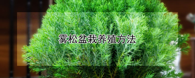 雾松盆栽养殖方法 雾松盆栽养殖方法和管理