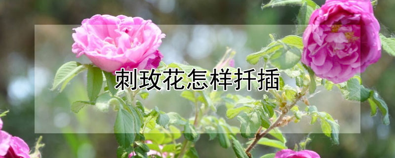 刺玫花怎样扦插（刺玫花怎样扦插成活率高）