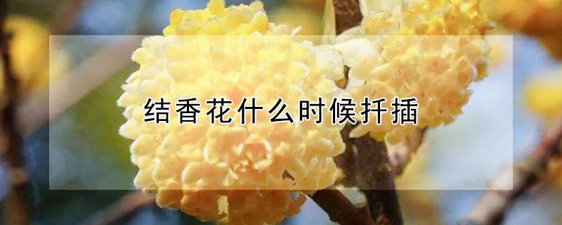 结香花什么时候扦插（结香花什么时候扦插最好）