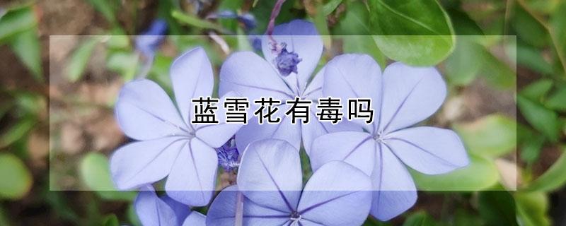 蓝雪花有毒吗 蓝雪花有毒吗?适合在家里养吗?