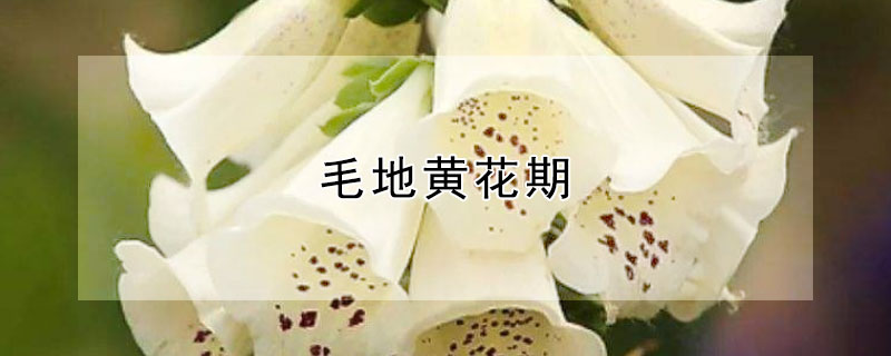 毛地黄花期（毛地黄花期有多长时间）