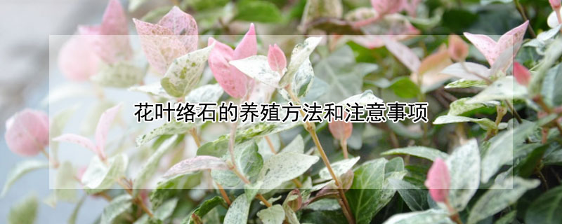 花叶络石的养殖方法和注意事项 花叶络石的养殖方法和注意事项有哪些