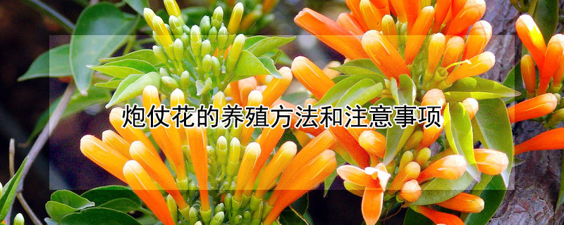 炮仗花的养殖方法和注意事项 炮仗花的养殖方法和注意事项视频
