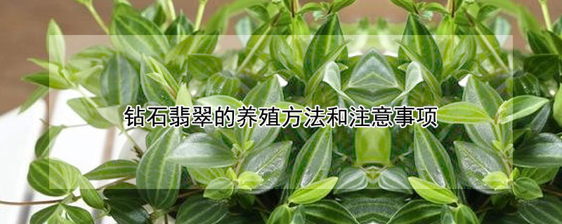 钻石翡翠的养殖方法和注意事项 钻石翡翠喜阴还是喜阳