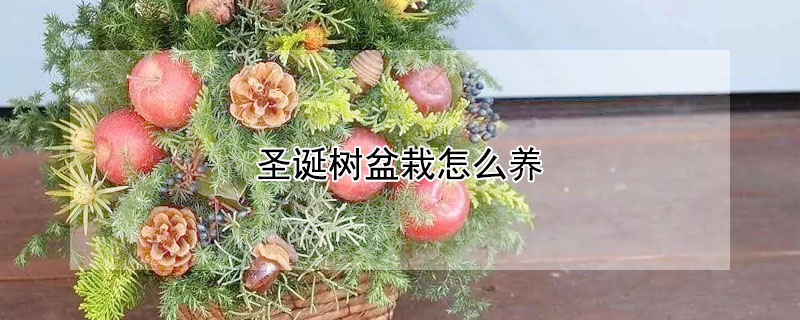 圣诞树盆栽怎么养 圣诞树盆景