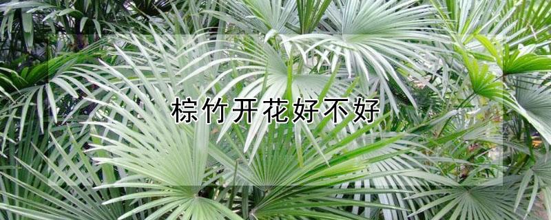 棕竹开花好不好（棕竹开花好吗）