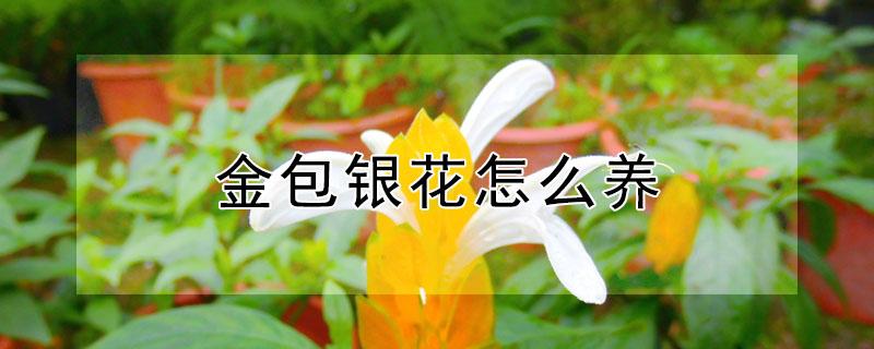 金包银花怎么养（金包银花怎么养殖方法）