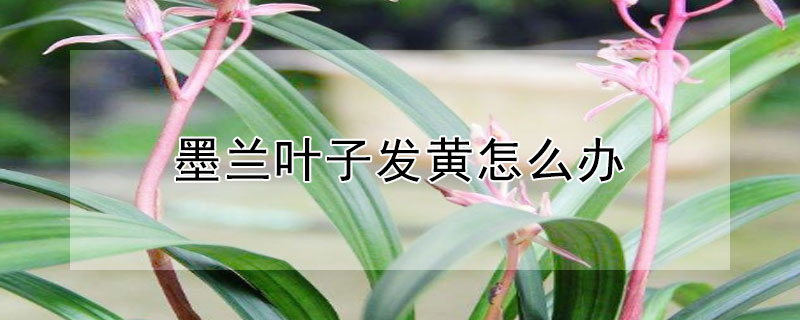 墨兰叶子发黄怎么办 墨兰叶子发黄怎么办花干枯
