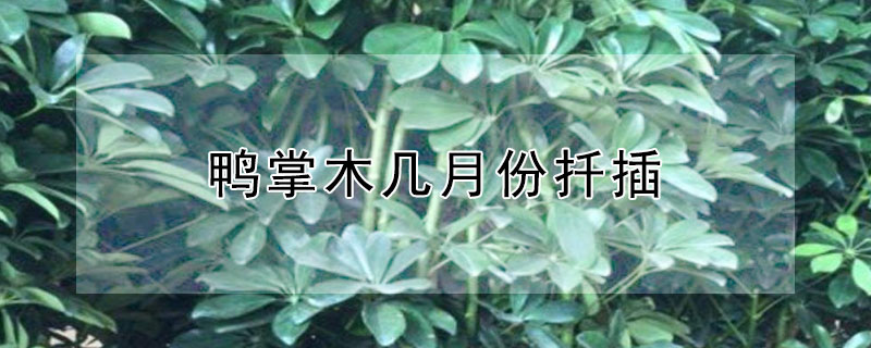 鸭掌木几月份扦插 鸭掌木几月份扦插能成活