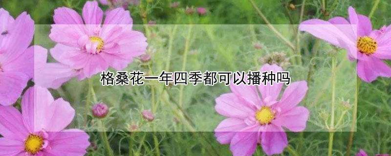 格桑花一年四季都可以播种吗（格桑花一年开几次）