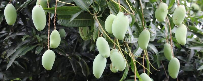 芒果盆栽怎么嫁接 盆栽芒果如何嫁接
