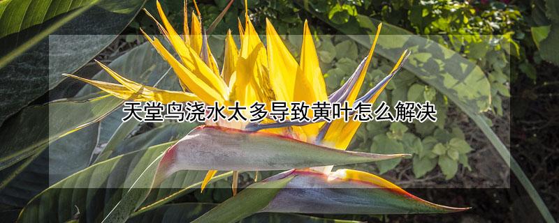 天堂鸟浇水太多导致黄叶怎么解决（天堂鸟水浇多了枝干都黄了）